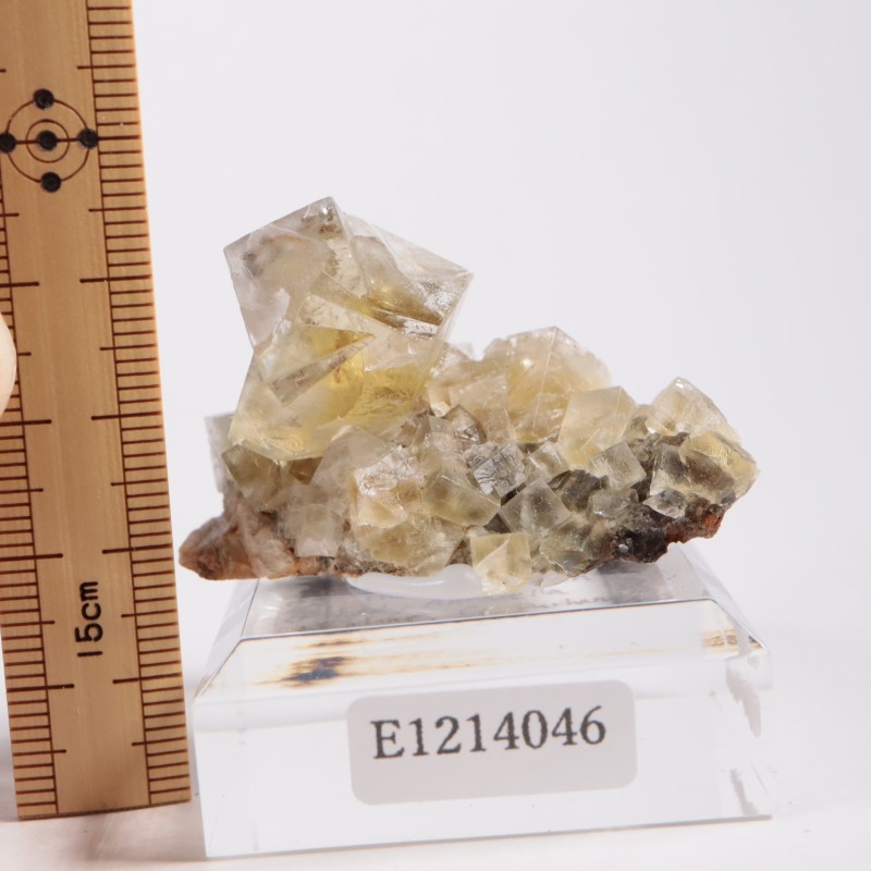 The Bull Vein �ե����饤��