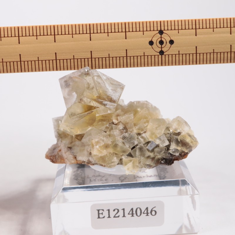 The Bull Vein �ե����饤��