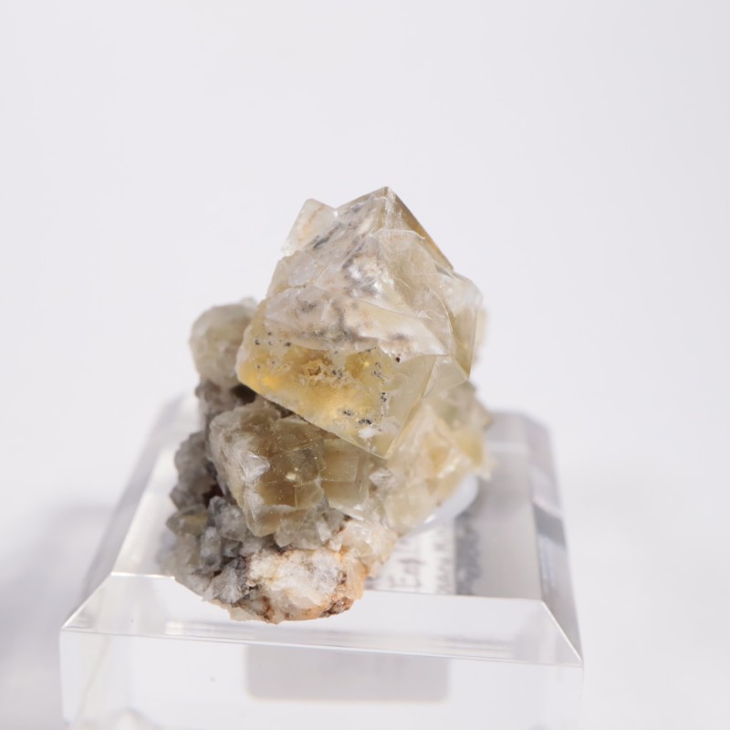 The Bull Vein �ե����饤��