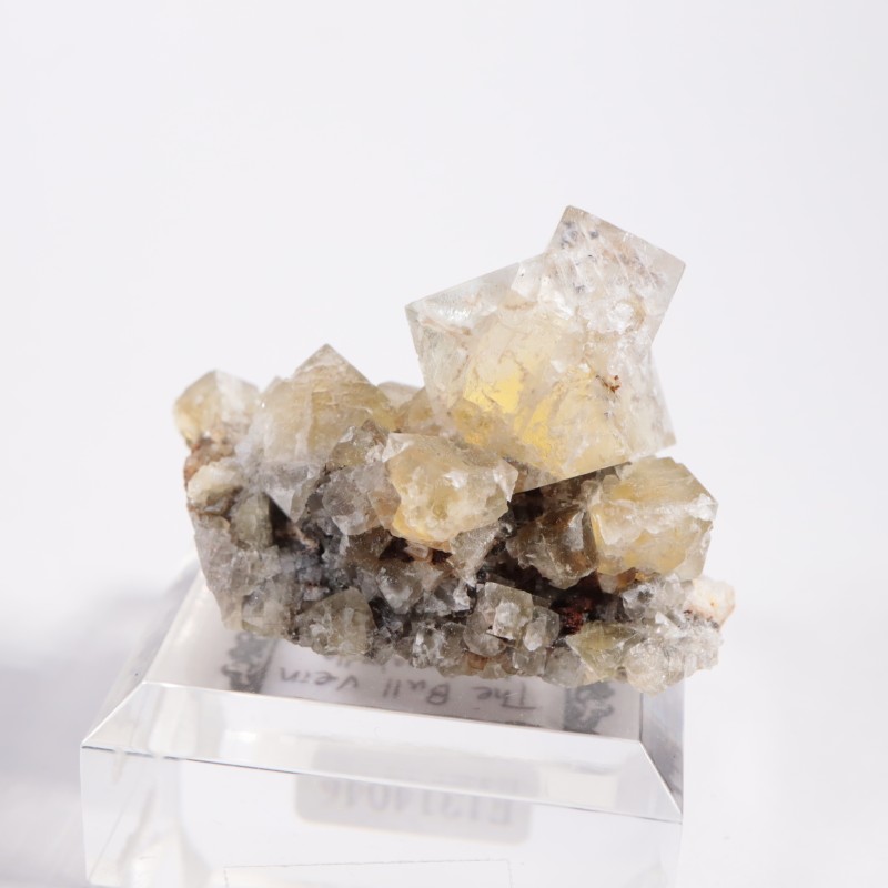 The Bull Vein �ե����饤��