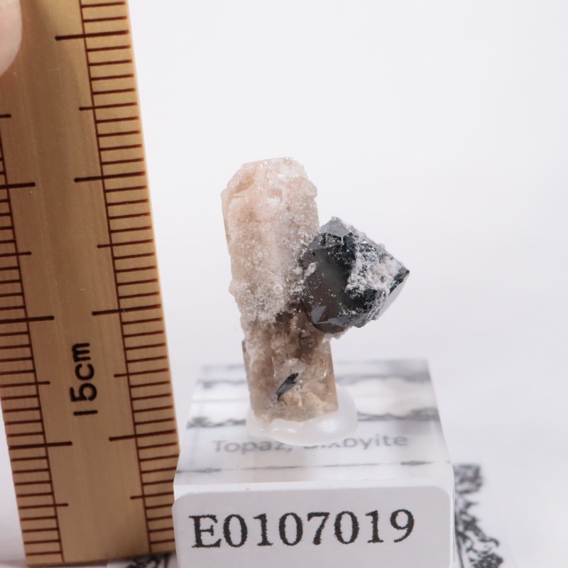 Solar Wind�ۻ����ȥѡ������ӥ����ӥ�����