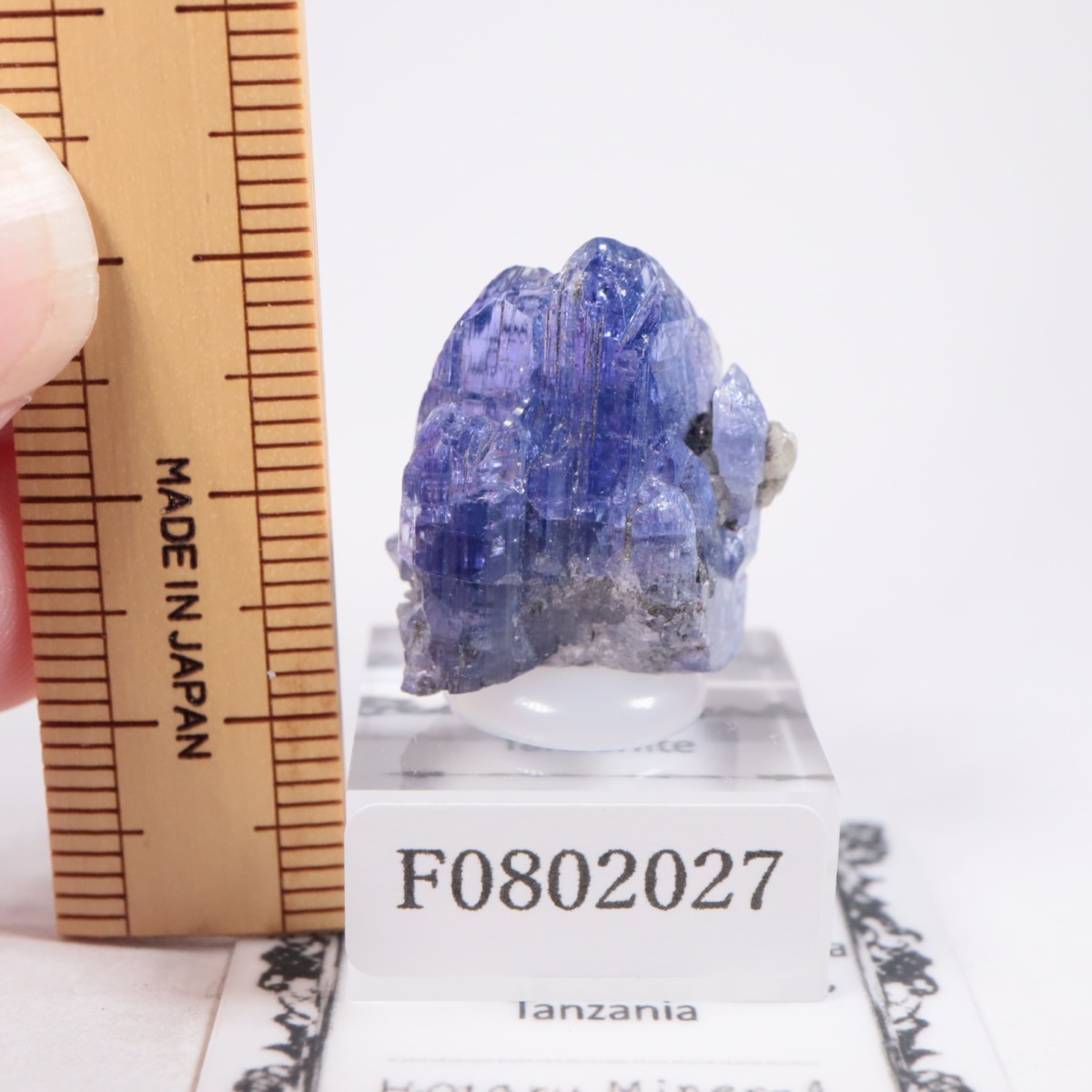 ����˥ҥ륺�� ���󥶥ʥ���