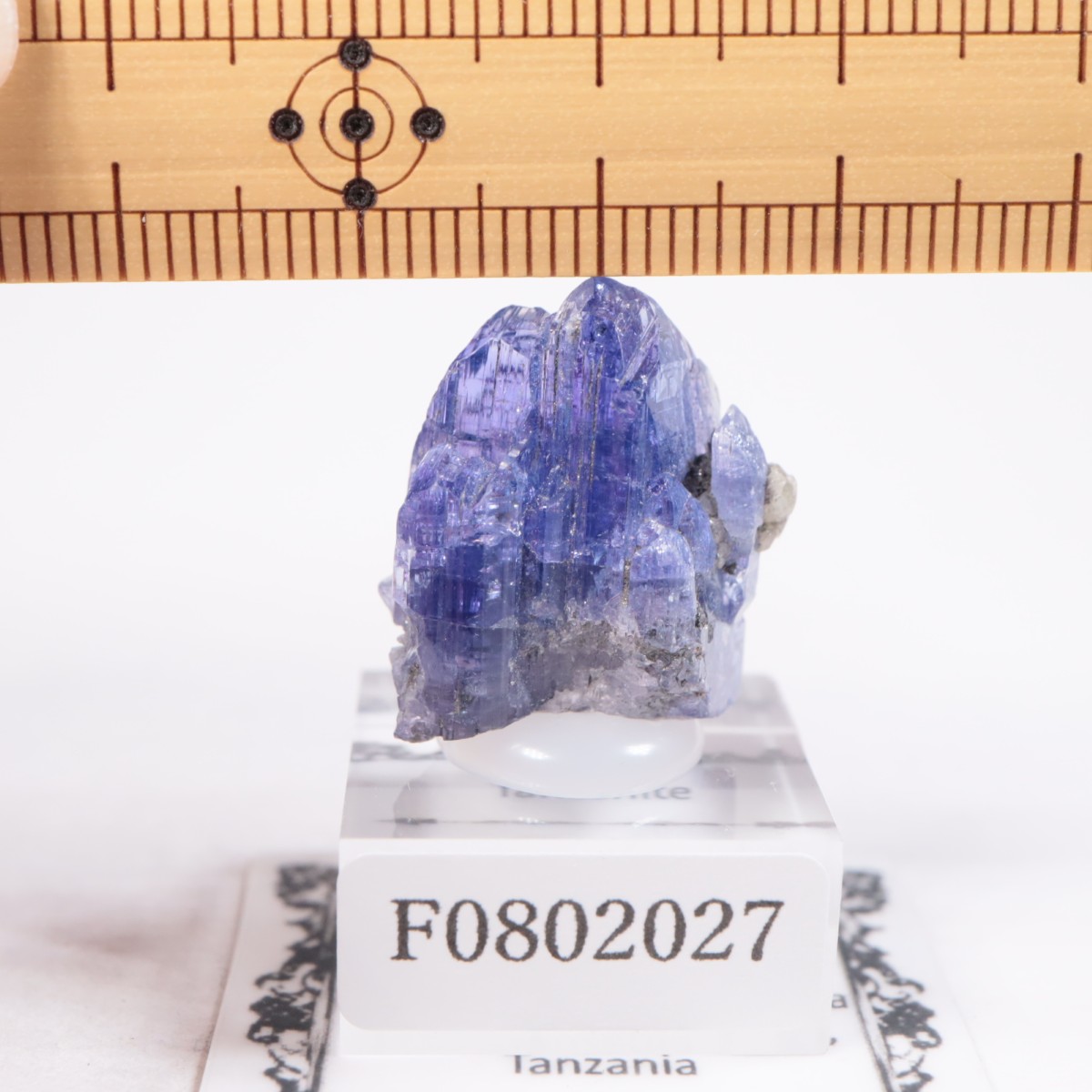 ����˥ҥ륺�� ���󥶥ʥ���