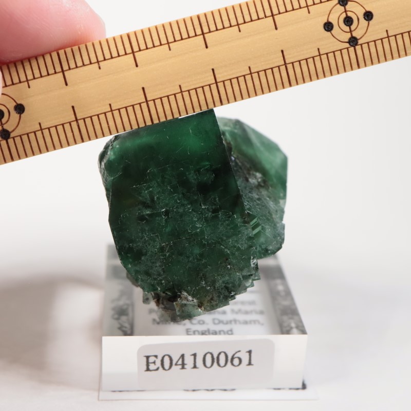 The Hidden Forest���ե����饤��