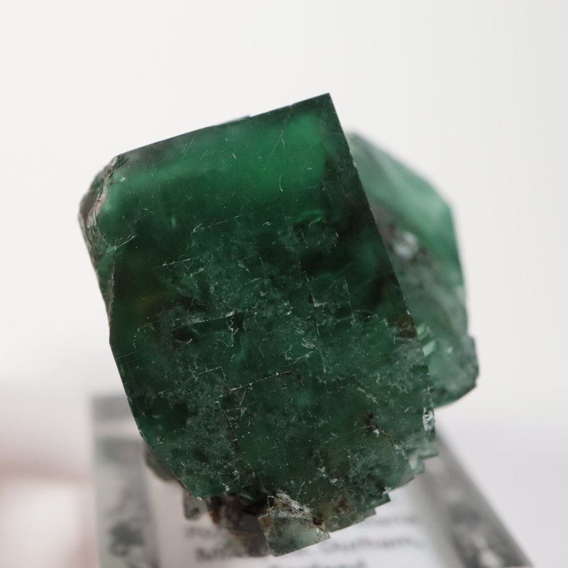 The Hidden Forest���ե����饤��