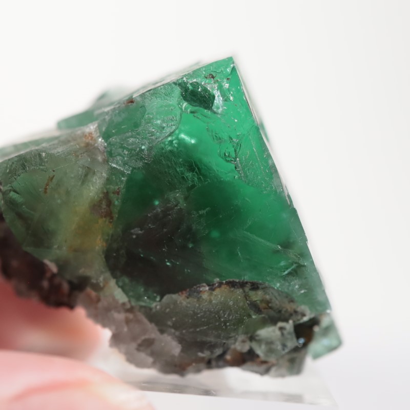 The Hidden Forest���ե����饤��