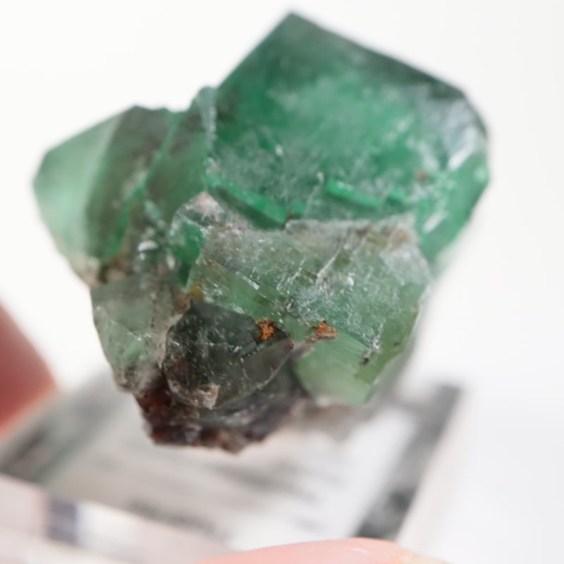 The Hidden Forest���ե����饤��