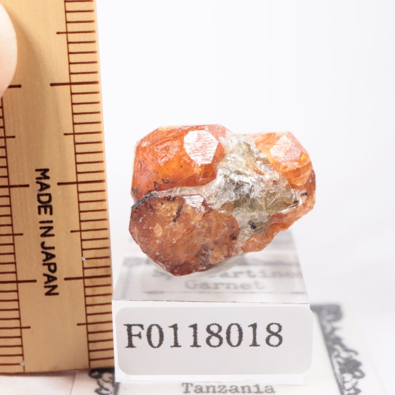 ���󥶥˥��� ���ڥ���ƥ��󥬡��ͥå�