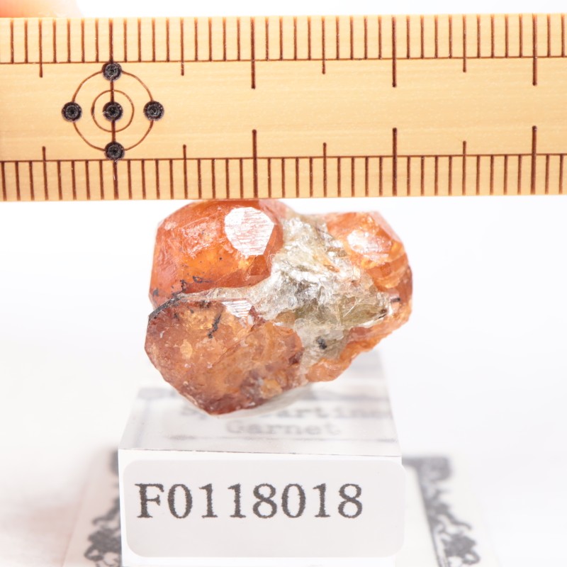 ���󥶥˥��� ���ڥ���ƥ��󥬡��ͥå�