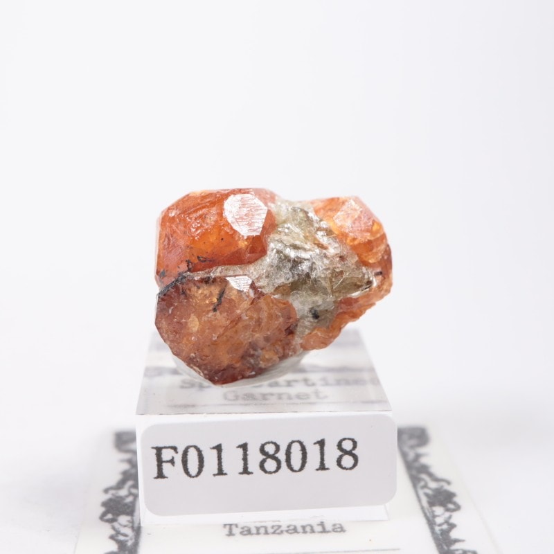 ���󥶥˥��� ���ڥ���ƥ��󥬡��ͥå�