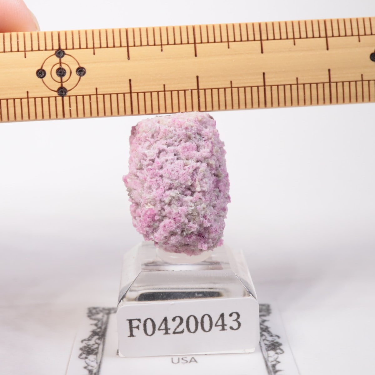 Ruby Violet�ۻ� ��åɥ٥��