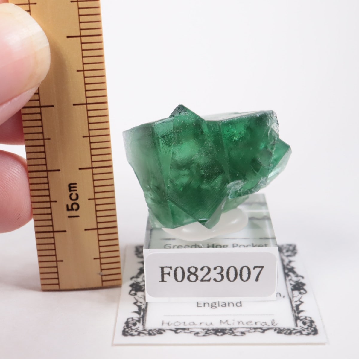 Greedy Hog Pocket�� �ե����饤��