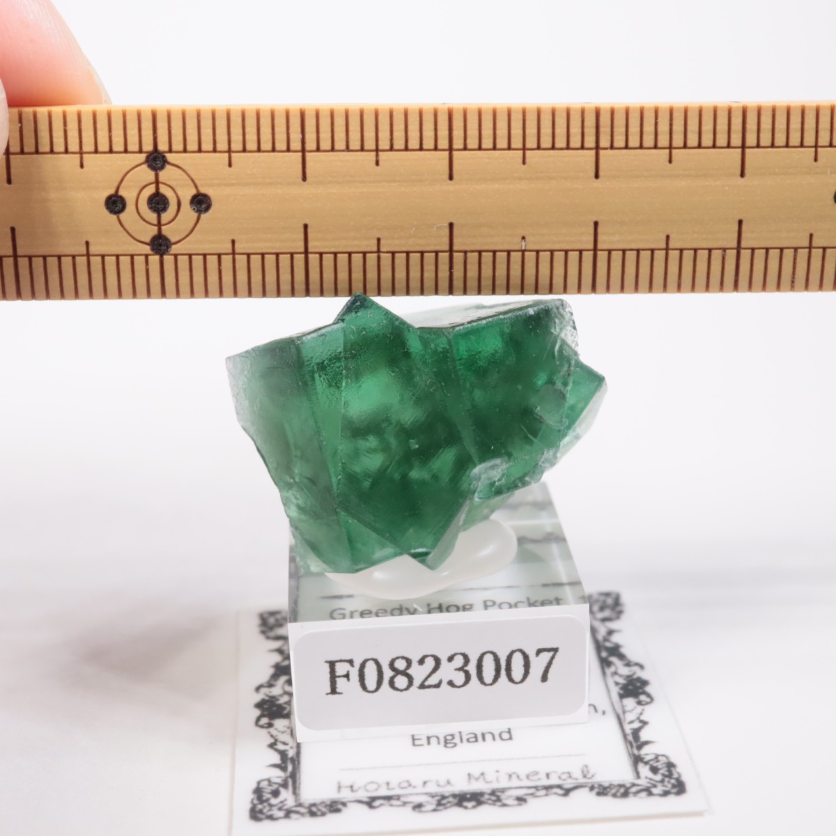 Greedy Hog Pocket�� �ե����饤��