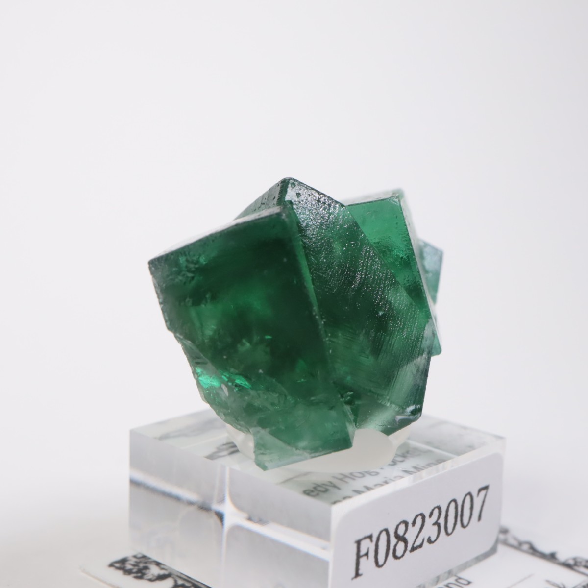 Greedy Hog Pocket�� �ե����饤��