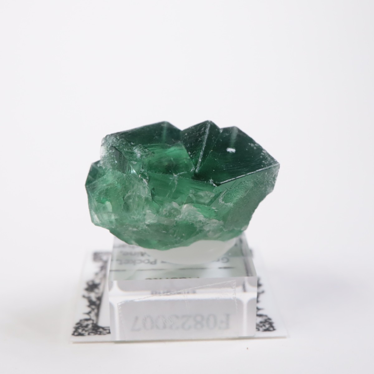 Greedy Hog Pocket�� �ե����饤��