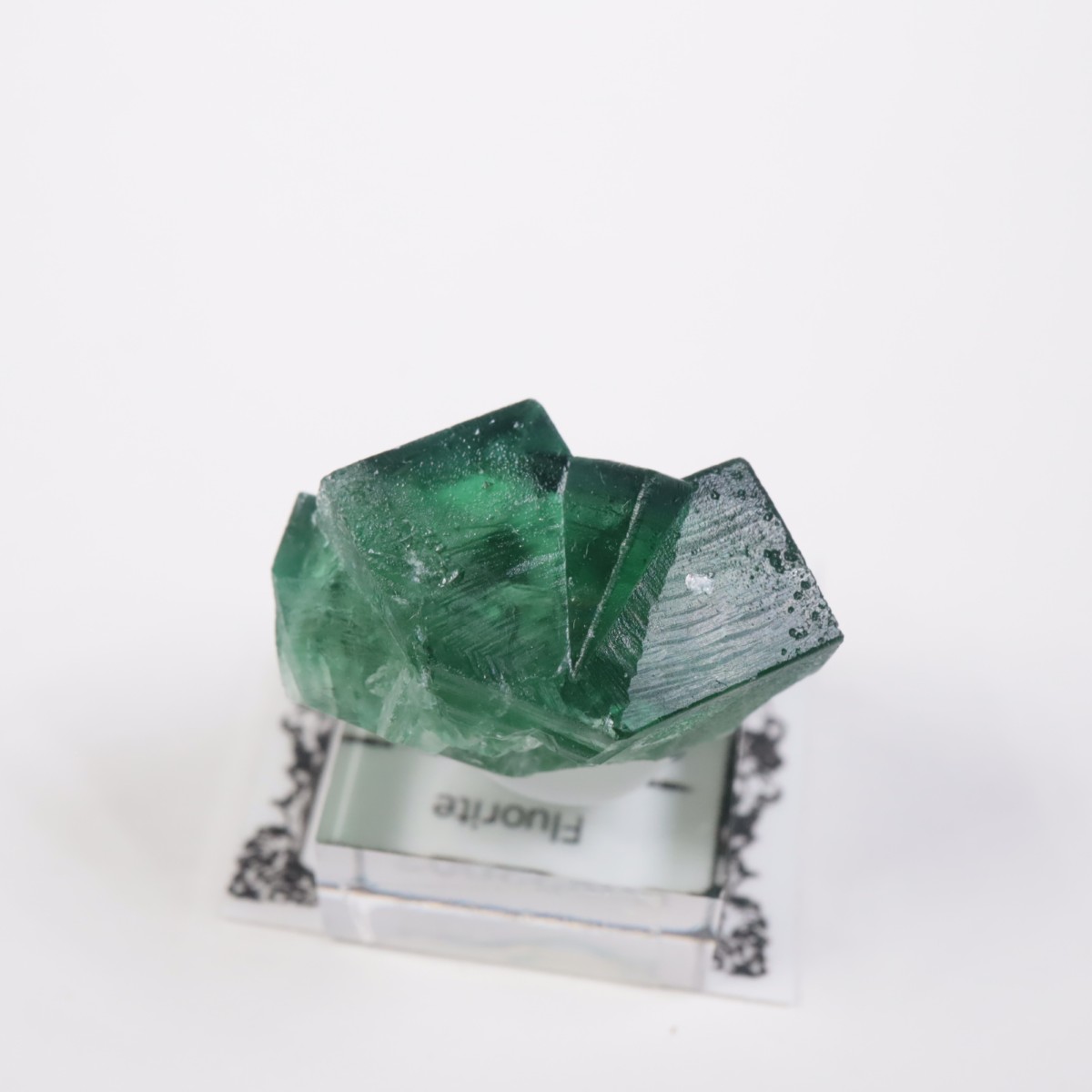 Greedy Hog Pocket�� �ե����饤��