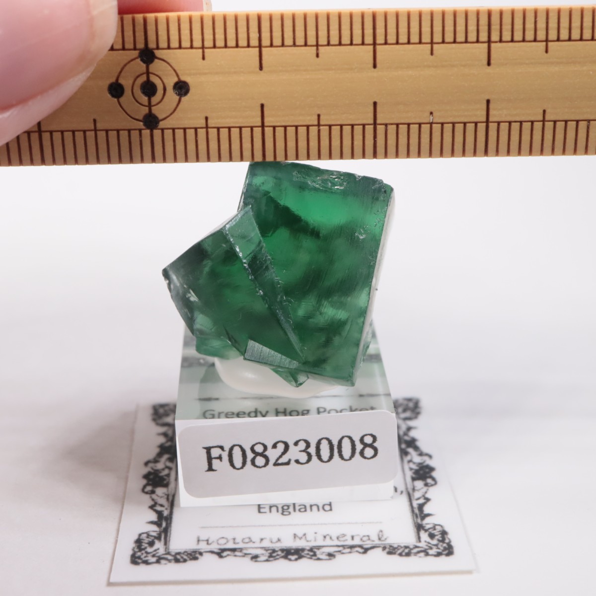 Greedy Hog Pocket�� �ե����饤��