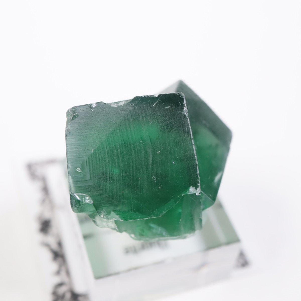 Greedy Hog Pocket�� �ե����饤��