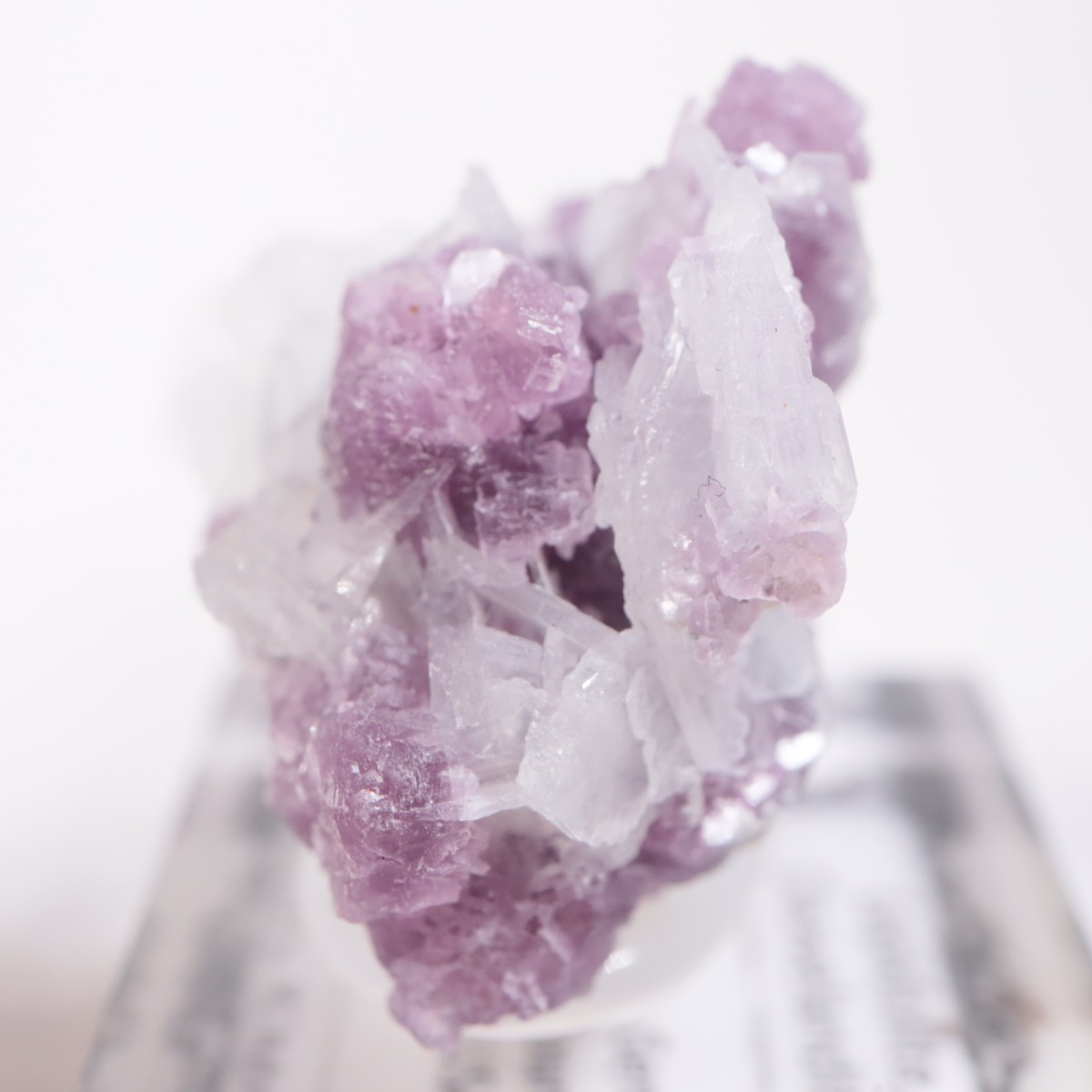 K.C.S.D�ۻ� ��ԥɥ饤�ȡ����꡼�֥�������