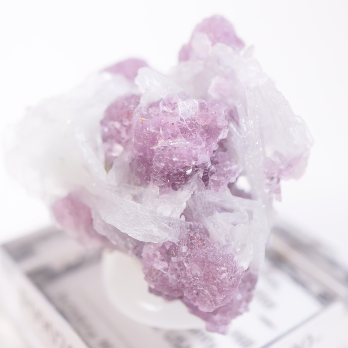 K.C.S.D�ۻ� ��ԥɥ饤�ȡ����꡼�֥�������