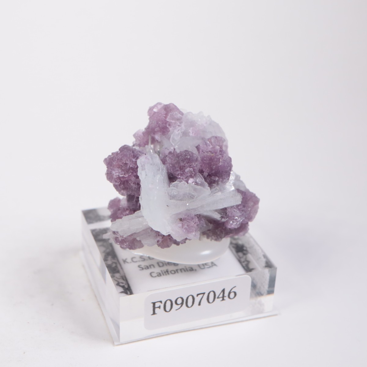 K.C.S.D�ۻ� ��ԥɥ饤�ȡ����꡼�֥�������