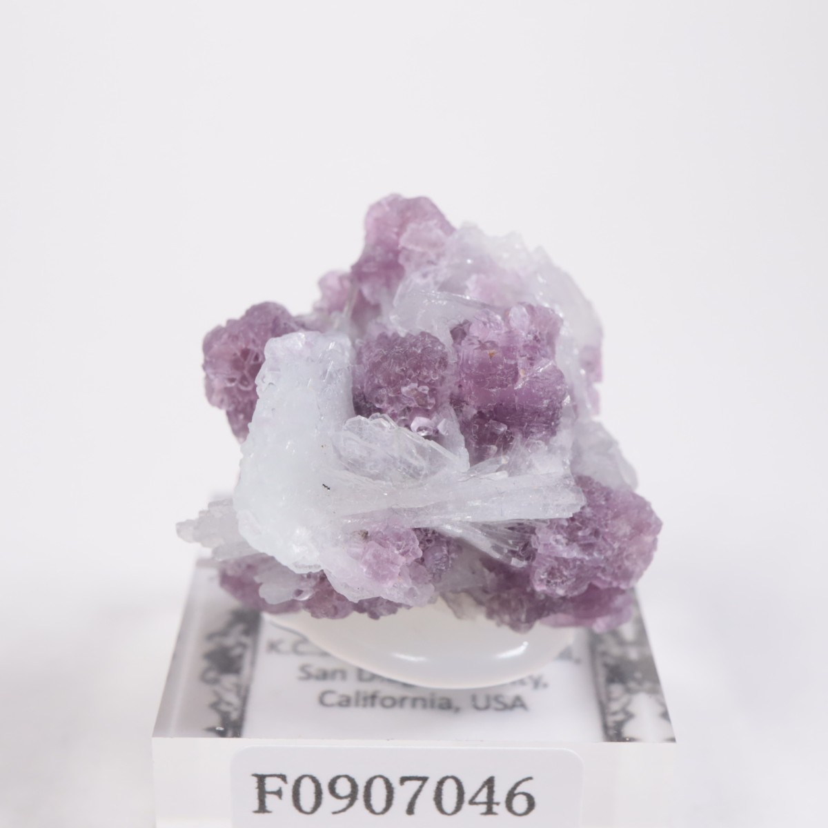 K.C.S.D�ۻ� ��ԥɥ饤�ȡ����꡼�֥�������