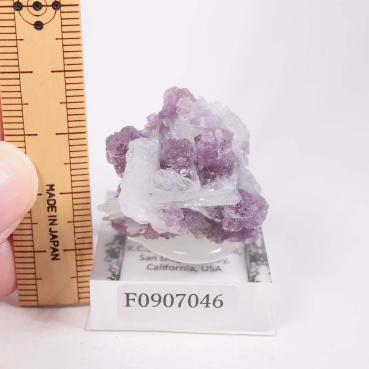 K.C.S.D�ۻ� ��ԥɥ饤�ȡ����꡼�֥�������