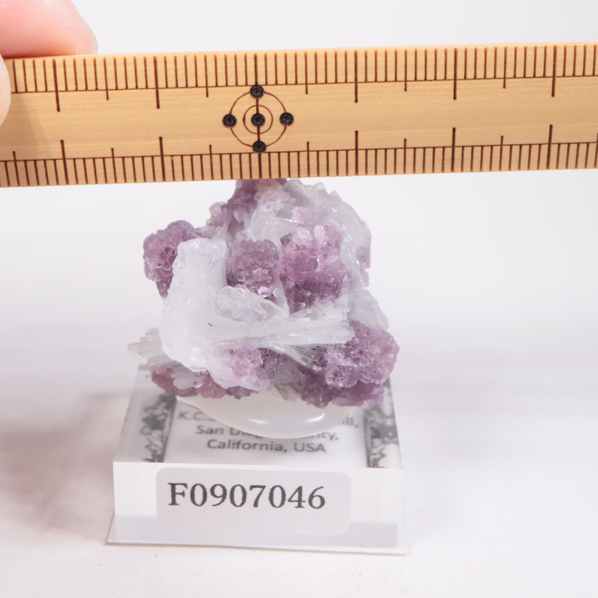 K.C.S.D�ۻ� ��ԥɥ饤�ȡ����꡼�֥�������