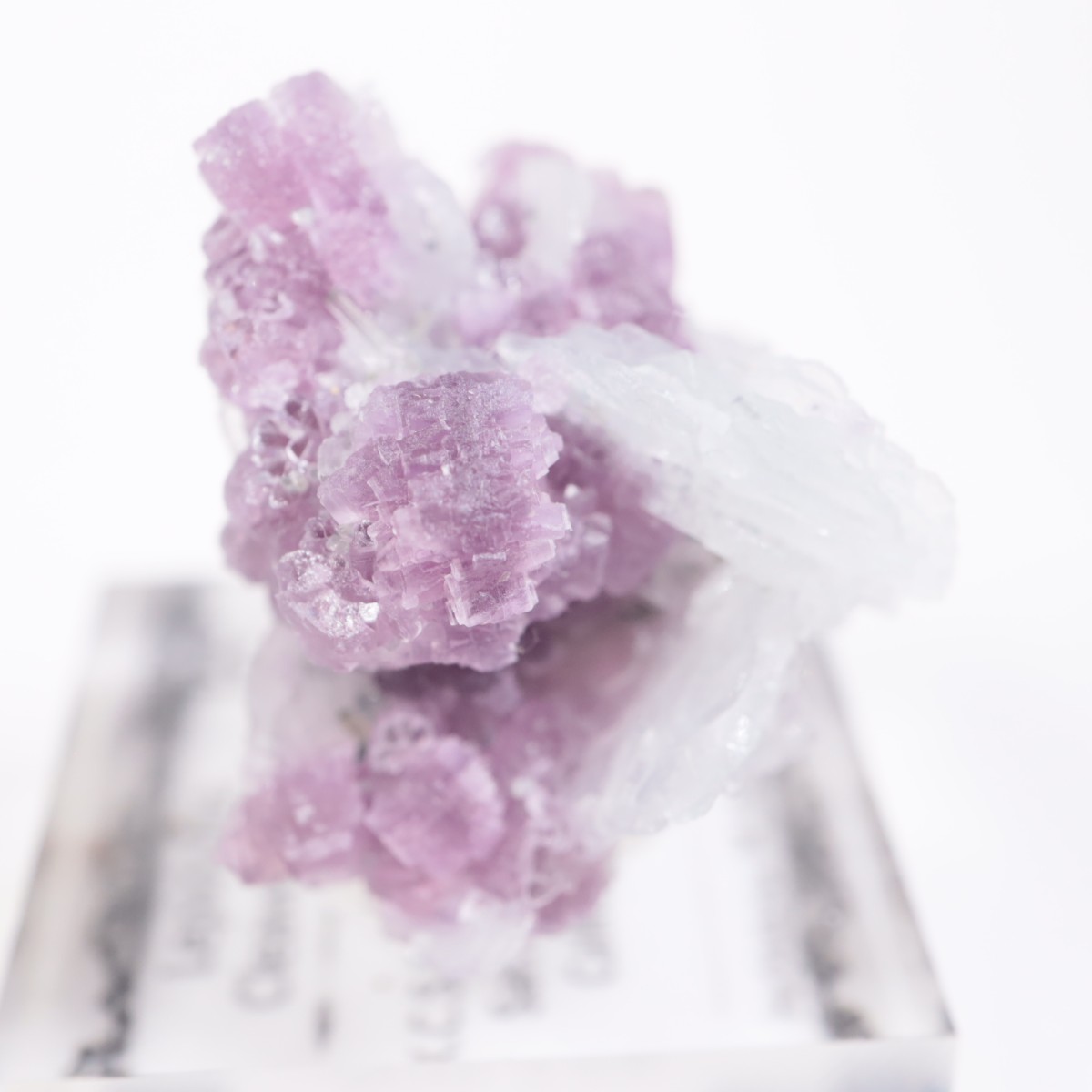 K.C.S.D�ۻ� ��ԥɥ饤�ȡ����꡼�֥�������