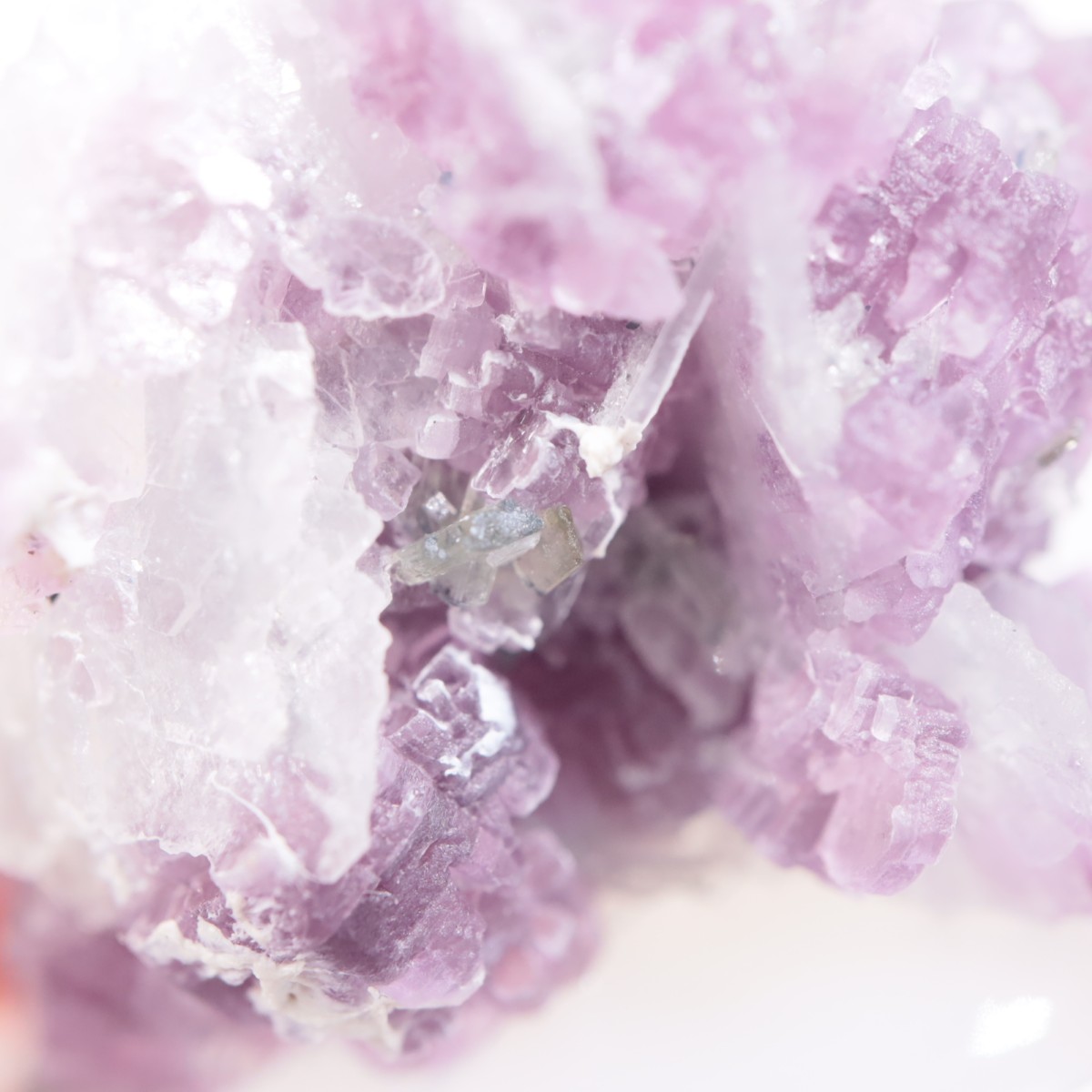 K.C.S.D�ۻ� ��ԥɥ饤�ȡ����꡼�֥�������