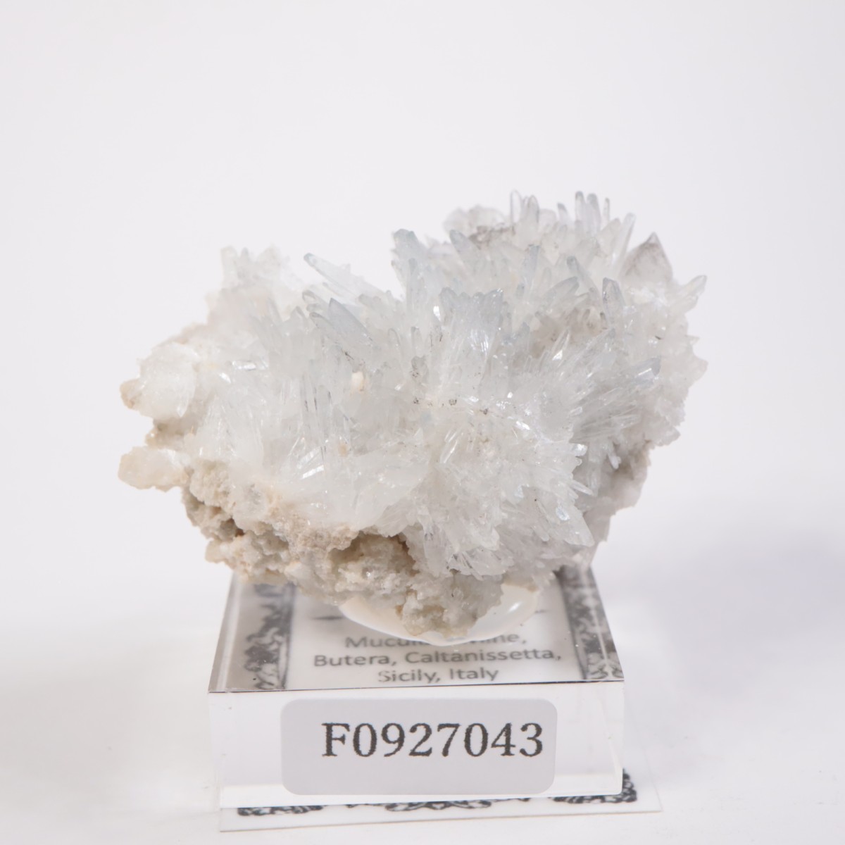 �����ꥢ�� ���쥹�ƥ���