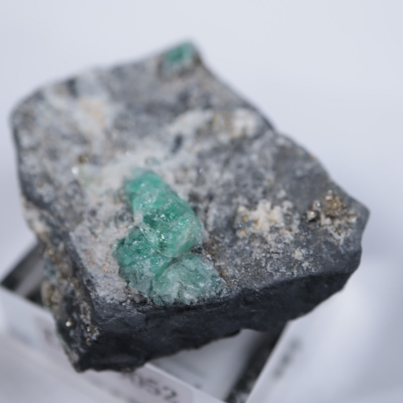 ������ӥ������������