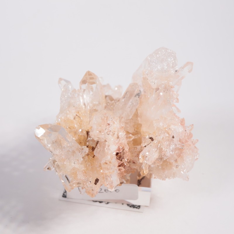 ������ӥ��� �ԥ󥯥������徽