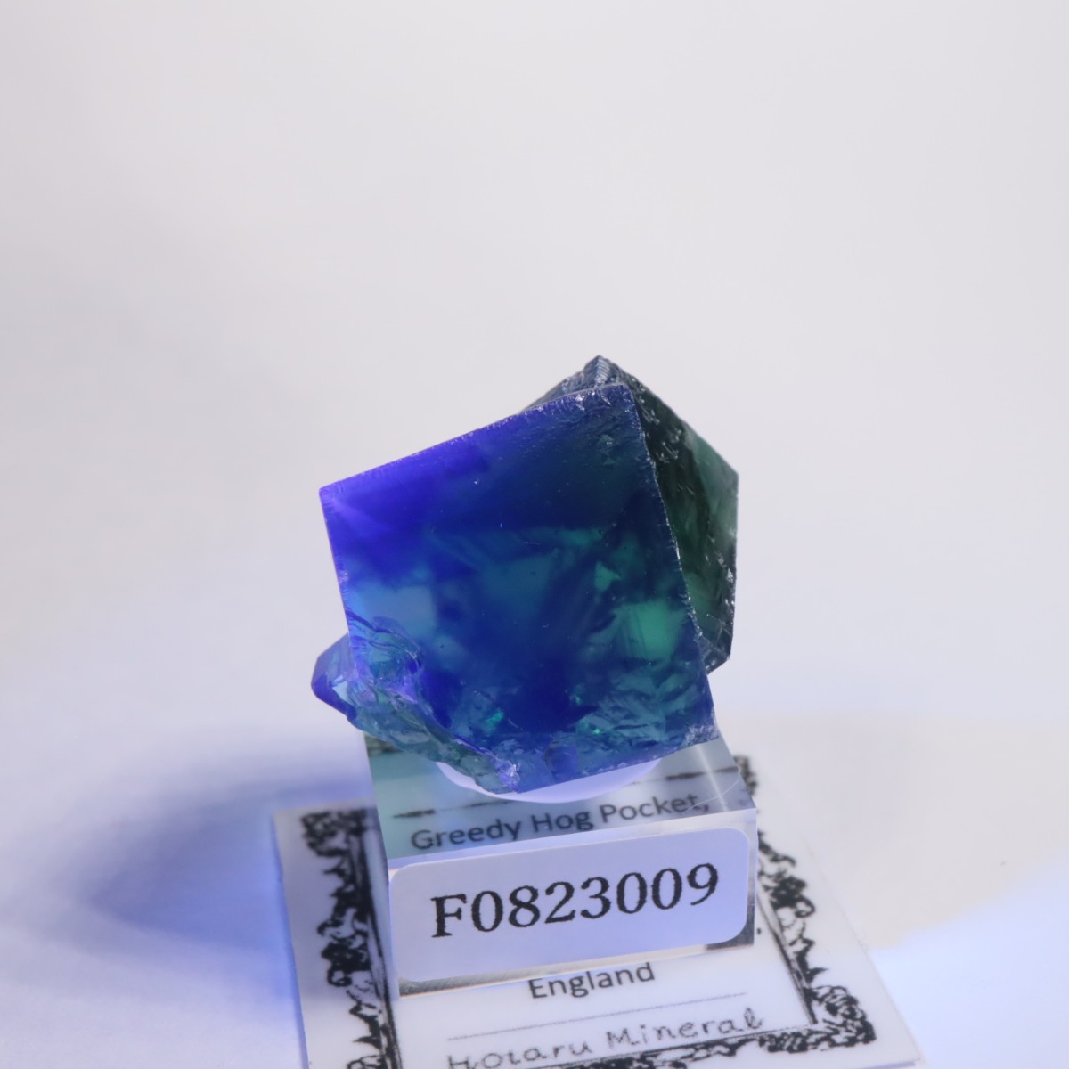 Greedy Hog Pocket ե饤