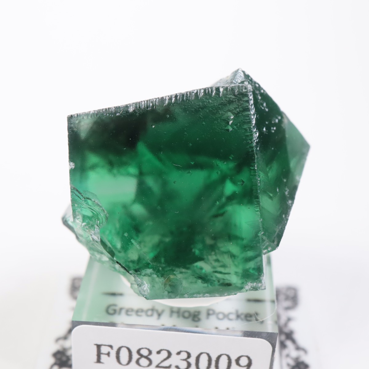 Greedy Hog Pocket ե饤