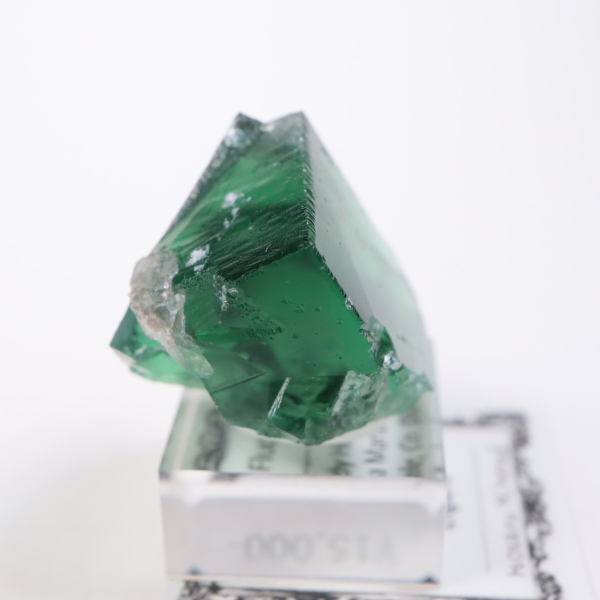 Greedy Hog Pocket ե饤