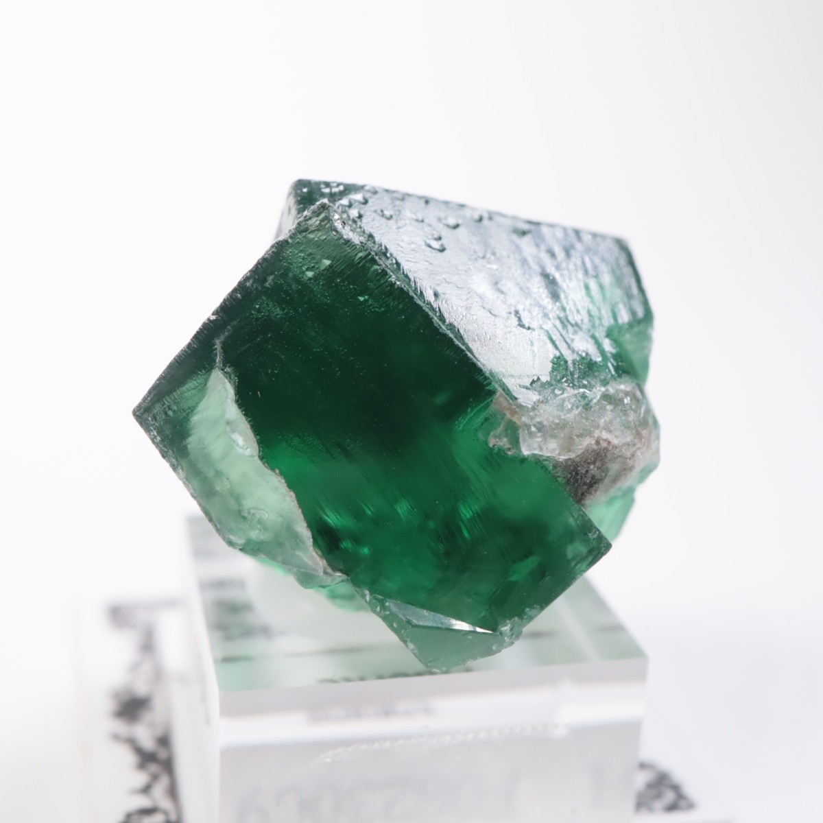 Greedy Hog Pocket ե饤