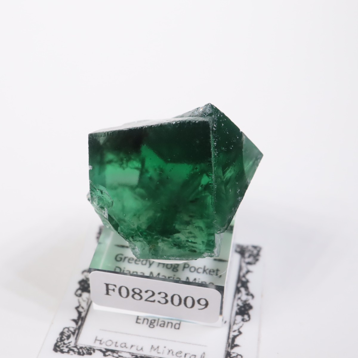 Greedy Hog Pocket ե饤