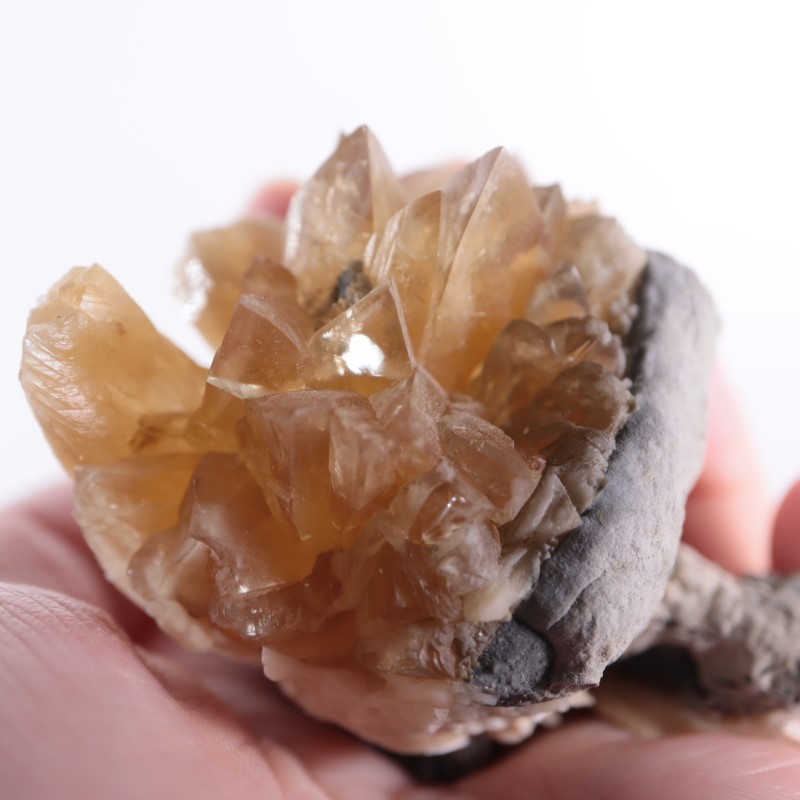 フロリダ州 貝化石カルサイト | 鉱物標本,カ行,カルサイト/方解石