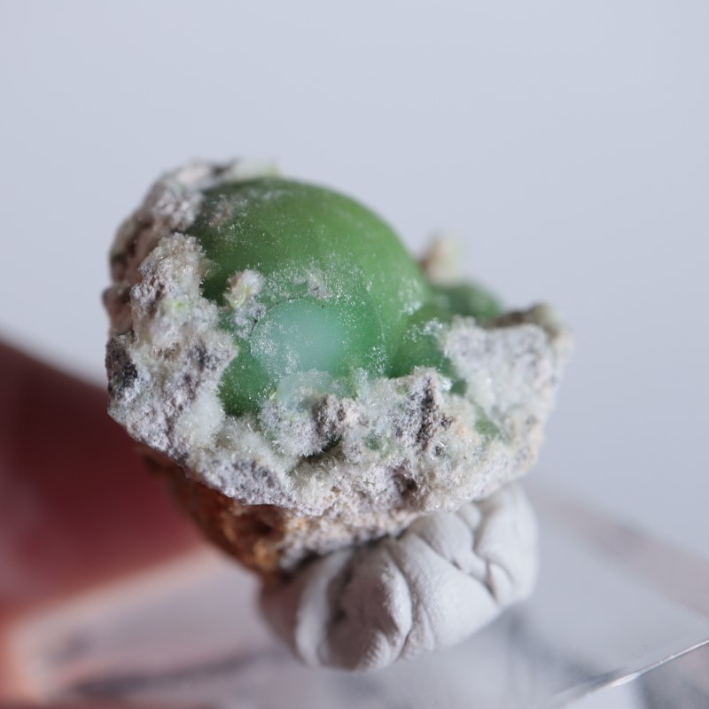 ����ꥫ����������