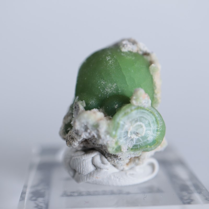 ����ꥫ����������