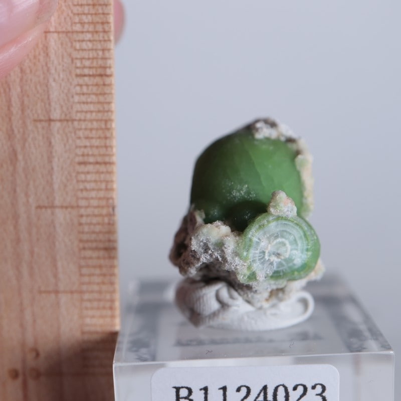 ����ꥫ����������