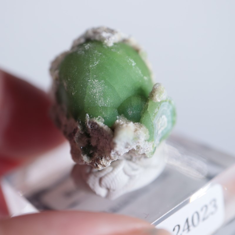 ����ꥫ����������