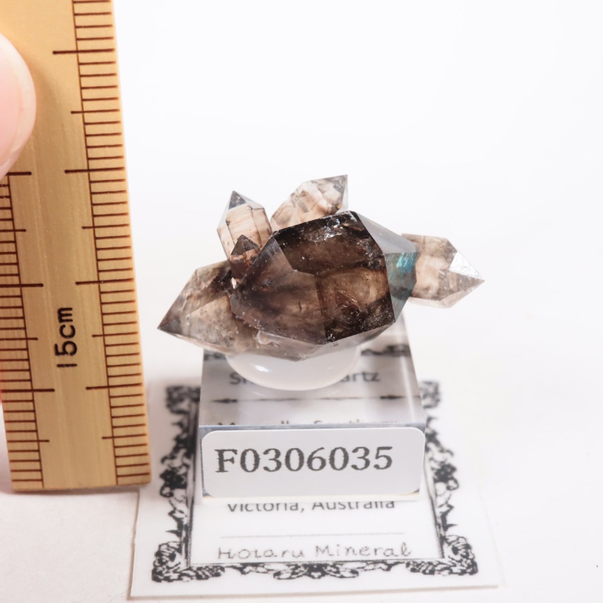 �������ȥ�ꥢ�� ����徽