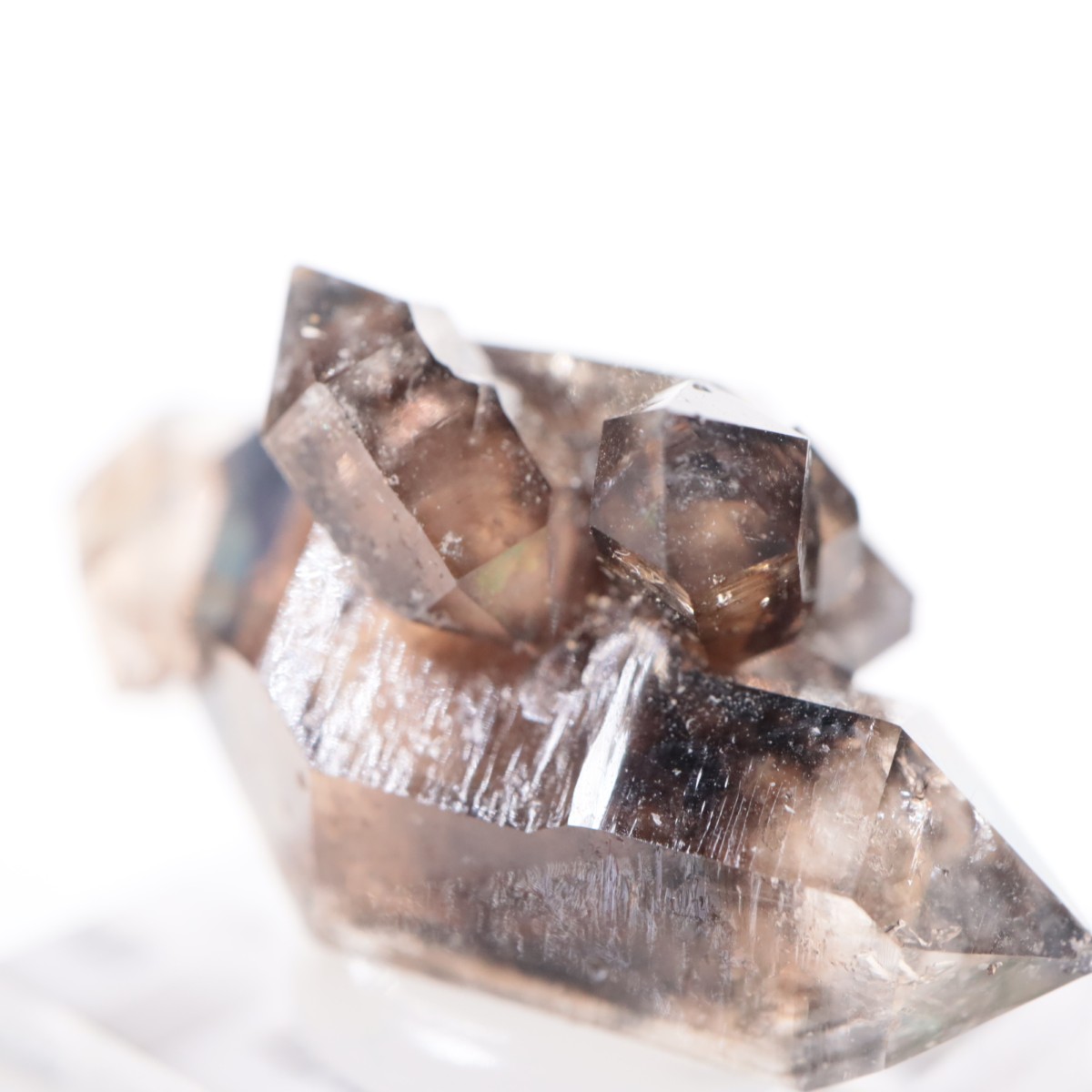 �������ȥ�ꥢ�� ����徽