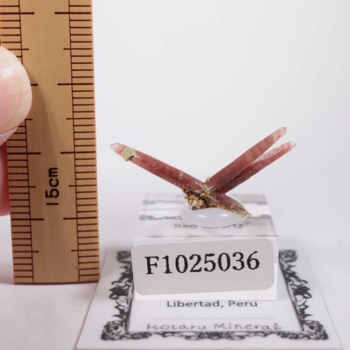 San Felipe�ۻ� ��åɥ�������