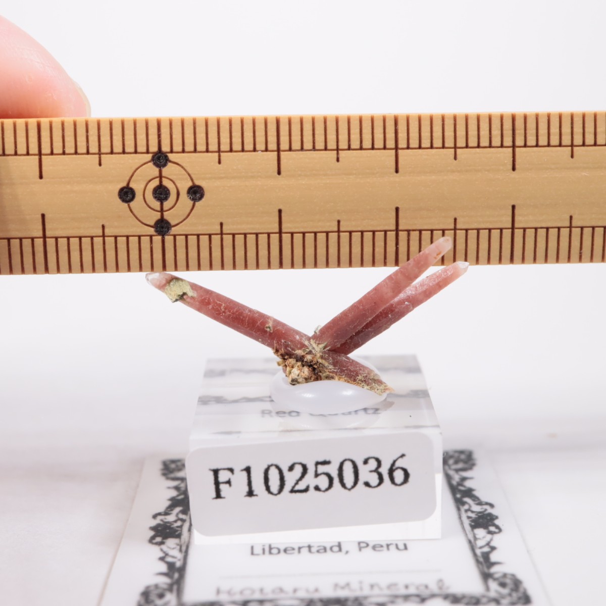 San Felipe�ۻ� ��åɥ�������