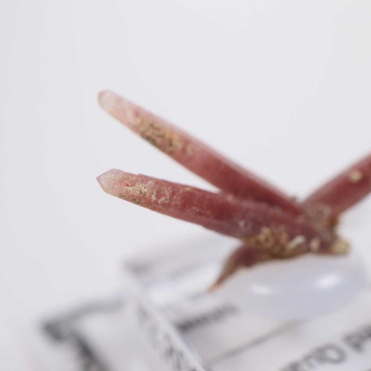 San Felipe�ۻ� ��åɥ�������