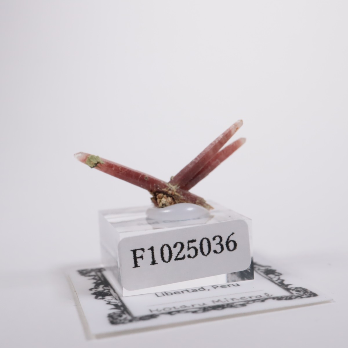 San Felipe�ۻ� ��åɥ�������