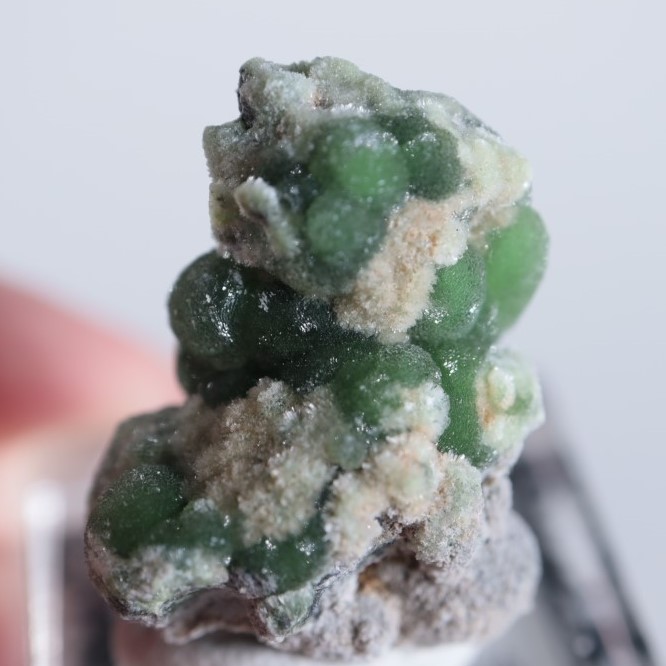 ����ꥫ����������